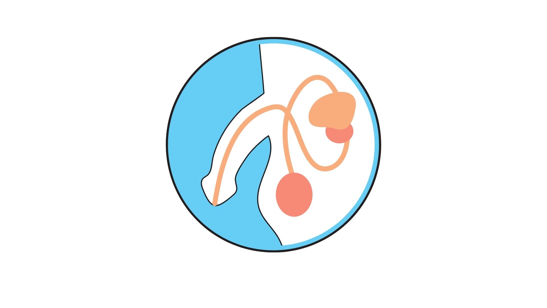 Detail ilustrace prostaty