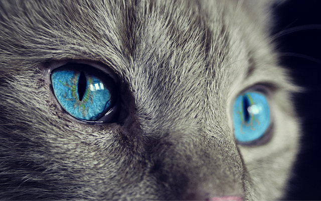 modré oči kočky